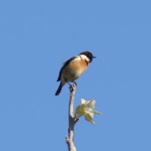 European stonechat