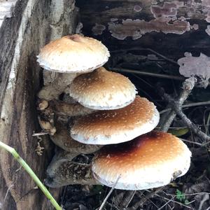 Golden Pholiota