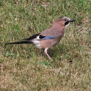 Eurasian Jay