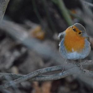 European Robin