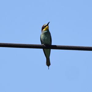 European Bee-eater