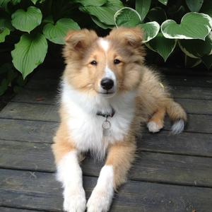 Shetland Sheepdog