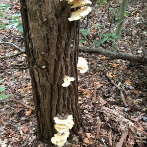 Chicken Mushroom