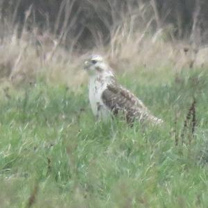 Common Buzzard