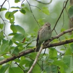 Spotted Flycatcher