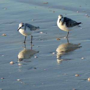 Sanderling