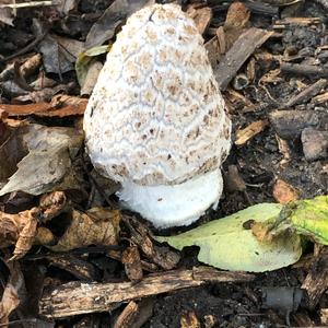 Parasol Mushroom