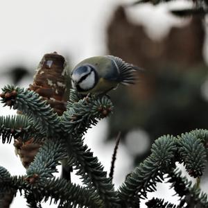 Blue Tit