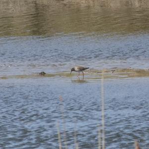 Common Redshank