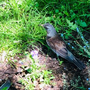 Fieldfare