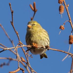 Eurasian Siskin