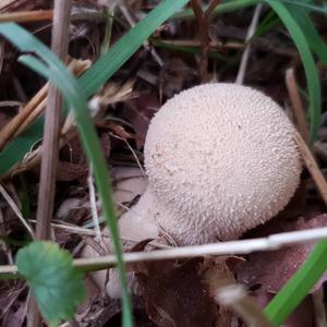 Pestle-shaped Puffball