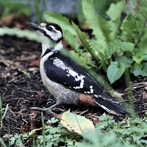 Great Spotted Woodpecker