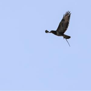 Common Buzzard