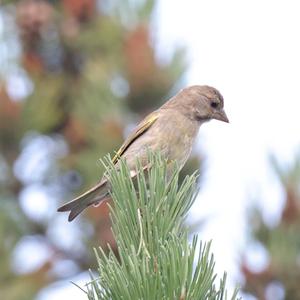 European Greenfinch