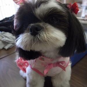 Shih Tzu