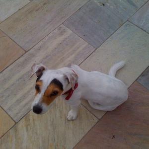 Jack Russell Terrier