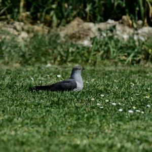 Common Cuckoo