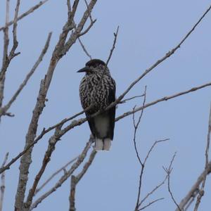 Spotted Nutcracker