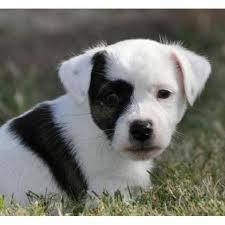 Russell Terrier