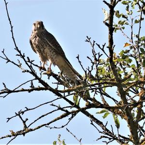 Common Kestrel