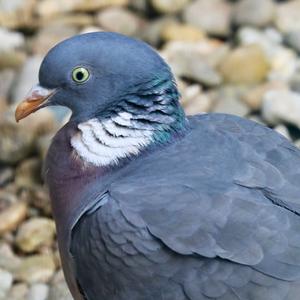 Common Wood-pigeon