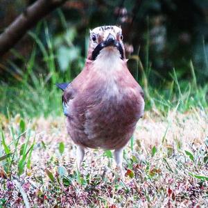 Eurasian Jay