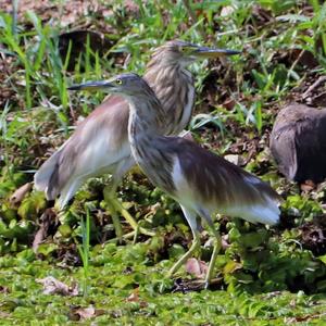 Chinese Pond-heron