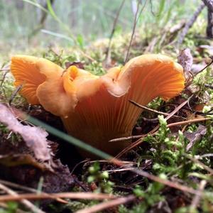 Chanterelle, Common