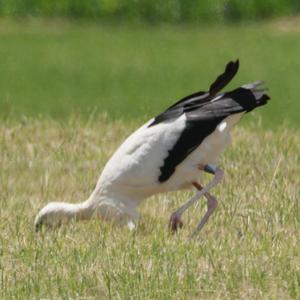 White Stork