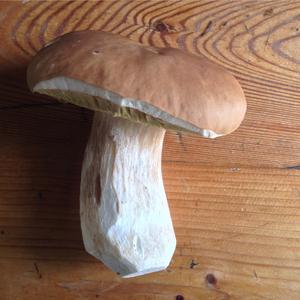 Summer Bolete