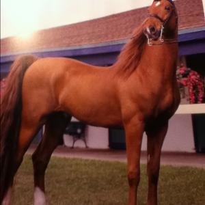 Australien Stockhorse