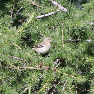 Eurasian Chaffinch