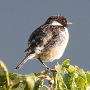 European stonechat