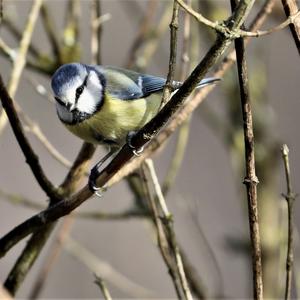 Blue Tit