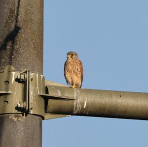 Common Kestrel