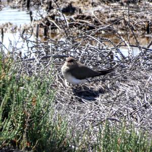 Collared Pratincole