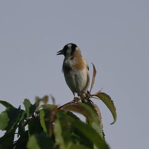 European Goldfinch