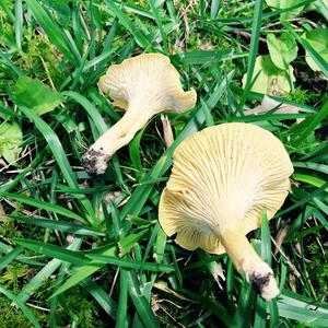 Chanterelle, Common