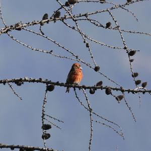 Red Crossbill