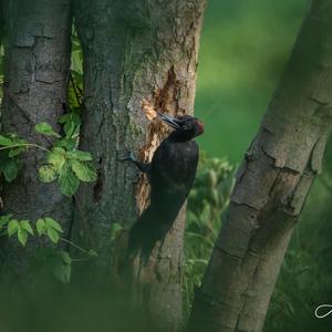 Black woodpecker