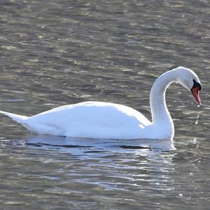 Höckerschwan