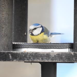 Blue Tit