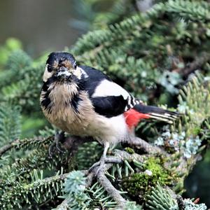 Great Spotted Woodpecker