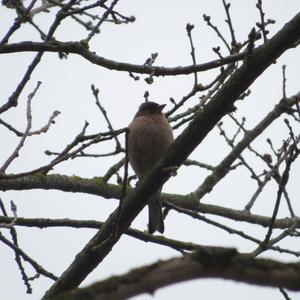 Eurasian Chaffinch