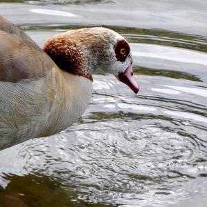 Nilgans