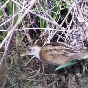 Little Crake