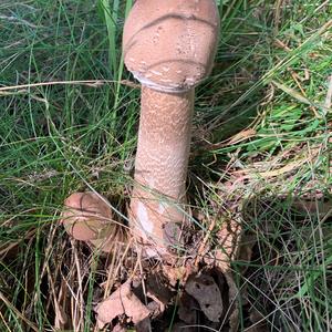 Parasol Mushroom