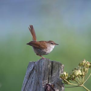 Cetti's Warbler