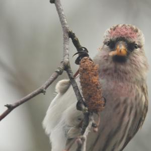 Common Redpoll